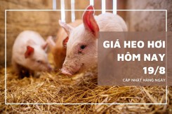 Thị trường đầu tuần 19/8, giá heo hơi đồng loạt ổn định