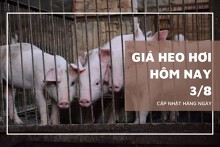 Giá heo hơi hôm nay 3/8 giảm nhẹ 1.000 đồng/kg ở nhiều địa phương