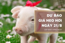 Ngày mai 21/8, dự báo giá heo hơi tiếp đà giảm nhẹ?
