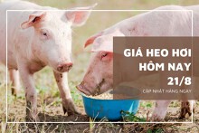 Giá heo hơi hôm nay 21/8 giảm nhẹ ở một vài nơi