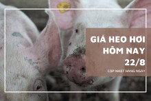 Thị trường giá heo hơi ngày 22/8, nhiều địa phương xoay chiều tăng đến 2.000 đồng/kg