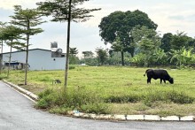 Chiêu đẩy giá đất nền huyện ven 'ăn theo' đấu giá