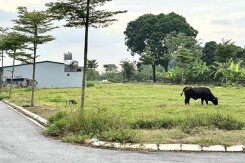 Chiêu đẩy giá đất nền huyện ven 'ăn theo' đấu giá