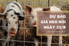 Dự báo giá heo hơi ngày 23/8 sẽ tiếp đà tăng nhẹ?