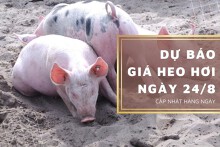 Dự báo giá heo hơi ngày 24/8 tiếp đà tăng nhẹ?