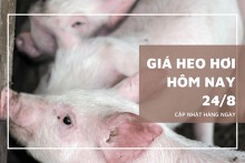 Giá heo hơi hôm nay (24/8), thị trường lặng sóng