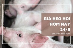 Giá heo hơi hôm nay (24/8), thị trường lặng sóng