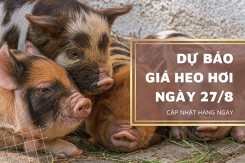 Dự báo giá heo hơi xoay chiều tăng nhẹ vào đầu phiên ngày 27/8?