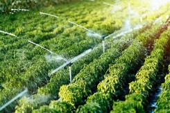 Quy hoạch lâm nghiệp quốc gia thời kỳ 2021 - 2030, tầm nhìn đến năm 2050