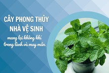 Top 5 loại cây phong thủy nhà vệ sinh mang lại không khí trong lành và may mắn cho gia chủ