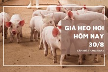 Thị trường ngày 30/8, giá heo hơi đồng loạt ổn định