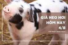 Thị trường ngày 4/8, dự báo giá heo hơi tuần sau vẫn tiếp tục trái chiều?