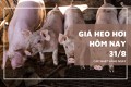 Giá heo hơi ngày 31/8, thị trường đồng loạt chững lại