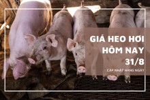 Giá heo hơi ngày 31/8, thị trường đồng loạt chững lại