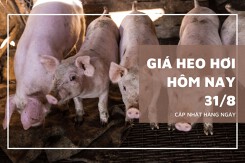 Giá heo hơi ngày 31/8, thị trường đồng loạt chững lại