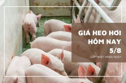 Phiên đầu tuần ngày 5/8, giá heo hơi duy trì ổn định