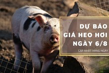 Dự báo giá heo hơi ngày 6/8 biến động không đồng nhất?