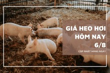 Giá heo hơi ngày 6/8 tăng giảm trái chiều 1.000 đồng/kg, thấp nhất 61.000 đồng/kg
