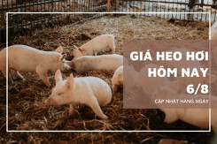 Giá heo hơi ngày 6/8 tăng giảm trái chiều 1.000 đồng/kg, thấp nhất 61.000 đồng/kg