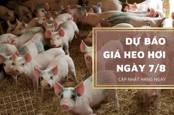 Dự báo giá heo hơi sẽ có xu hướng chững lại trong ngày 7/8?