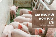 Giá heo hơi hôm nay 7/8 cao nhất 66.000 đồng/kg