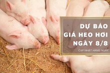 Dự báo giá heo hơi ngày 8/8 duy trì ổn định ở nhiều địa phương?