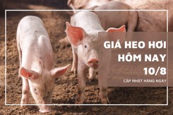 Giá heo hơi biến động trái chiều 1.000 đồng/kg vào đầu phiên ngày 10/8