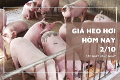 Giá heo hơi hôm nay 2/10 giảm rải rác tại một số địa phương