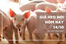 Giá heo hơi hôm nay 14/10 Quảng Trị và Cà Mau giảm 1.000 đồng/kg