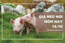 Giá heo hơi hôm nay 15/10 Đắk Lắk giảm 1.000 đồng/kg, các khu vực khác ổn định