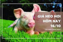 Giá heo hơi hôm nay 16/10 giảm nhẹ tại một vài địa phương ở miền Nam và miền Bắc