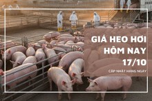 Giá heo hơi hôm nay 17/10 ổn định trên cả ba miền