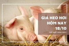 Giá heo hơi hôm nay 18/10 biến động trái chiều giữa ba miền, miền Nam giảm mạnh