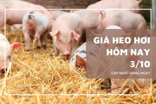 Giá heo hơi hôm nay 3/10 giảm nhẹ tại một số tỉnh miền Trung và miền Nam