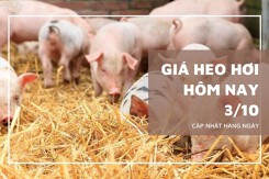 Giá heo hơi hôm nay 3/10 giảm nhẹ tại một số tỉnh miền Trung và miền Nam