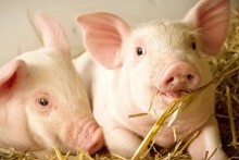 Giá heo hơi hôm nay 21/10 biến động trái chiều giữa các miền