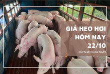 Giá heo hơi hôm nay 22/10 tăng nhẹ ở một số địa phương miền Bắc và miền Nam
