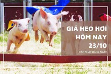 Giá heo hơi hôm nay 23/10 tăng nhẹ tại miền Trung - Tây Nguyên và miền Nam