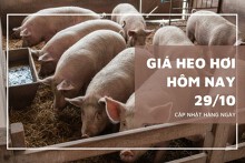 Giá heo hơi hôm nay 29/10 nhiều địa phương giảm nhẹ 1.000 đồng/kg