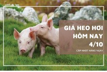 Giá heo hơi hôm nay 4/10 miền Trung giảm tới 2.000 đồng/kg, miền Bắc và Nam biến động nhẹ