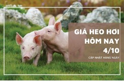 Giá heo hơi hôm nay 4/10 miền Trung giảm tới 2.000 đồng/kg, miền Bắc và Nam biến động nhẹ