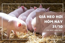 Giá heo hơi hôm nay 31/10 giảm nhẹ 1.000 đồng/kg tại miền Bắc