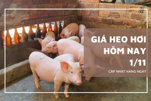 Giá heo hơi hôm nay 1/11 giảm 1.000 đồng/kg tại nhiều địa phương ở miền Bắc và Trung - Tây Nguyên