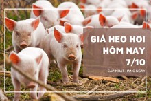 Giá heo hơi hôm nay 7/10 đồng loạt giảm ở nhiều địa phương trên cả ba miền