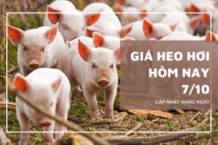 Giá heo hơi hôm nay 7/10 đồng loạt giảm ở nhiều địa phương trên cả ba miền