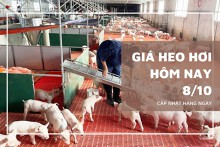 Giá heo hơi hôm nay 8/10 tiếp tục giảm tại miền Trung và miền Nam