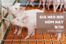Giá heo hơi hôm nay 9/10 giảm nhẹ ở miền Bắc và miền Nam, chững lại ở miền Trung