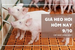 Giá heo hơi hôm nay 9/10 giảm nhẹ ở miền Bắc và miền Nam, chững lại ở miền Trung
