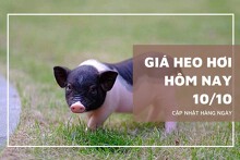 Giá heo hơi hôm nay 10/10 giảm tới 2.000 đồng/kg tại miền Nam