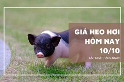Giá heo hơi hôm nay 10/10 giảm tới 2.000 đồng/kg tại miền Nam